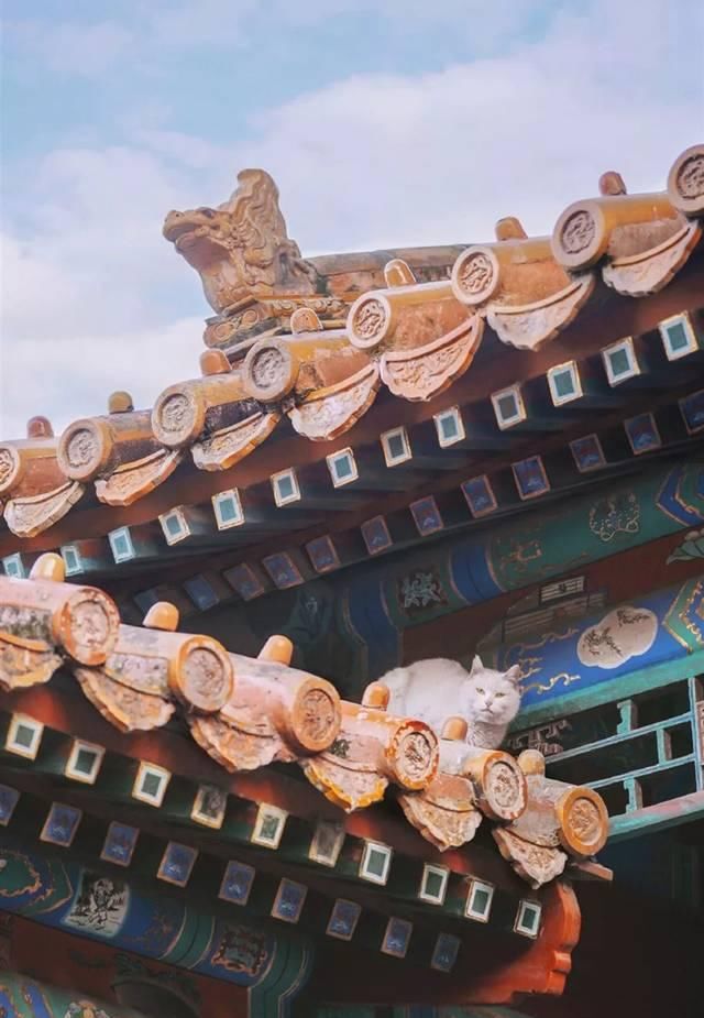 一年 30 多趟故宫，只为拍摄超赞「故宫猫咪图籍」！