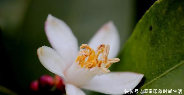  『更早』怪奇公社盛开一种比腊梅更早的花，是季节错了，还是花错了！