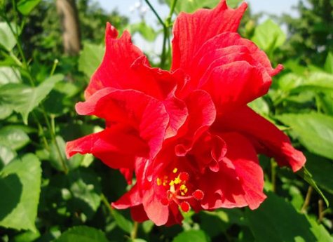  「有花赏」家里养花，就养5款花卉，四季常开花，一条藤千朵花，天天有花赏