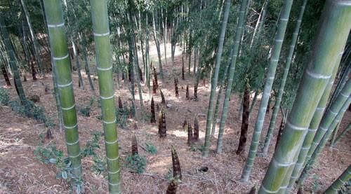  『外出』农村创业难？换种方法卖竹子，不比外出打工差！