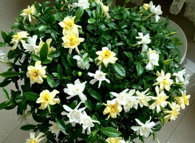  「盆土」栀子花新芽发黄长得慢？做到几点，栀子花新芽倍增，开花爆盆