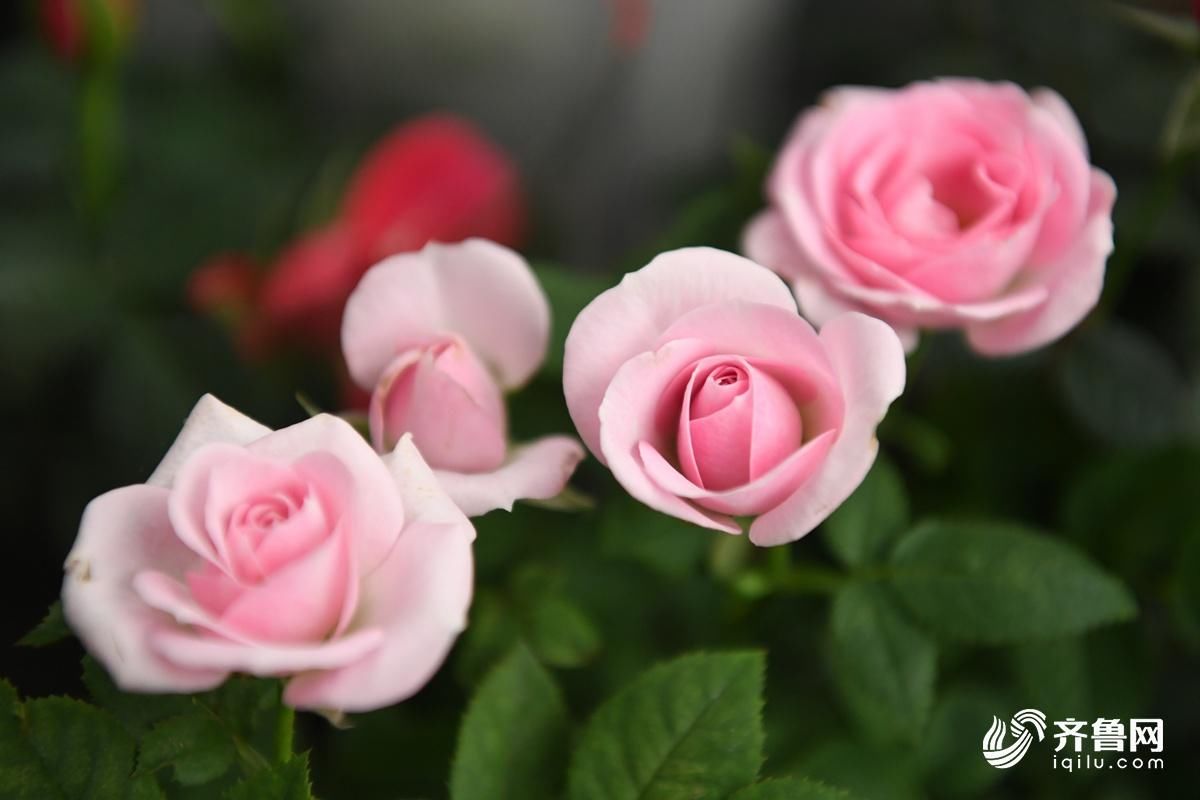 51秒|你的年宵花已到位 快来看看今年流行啥品种