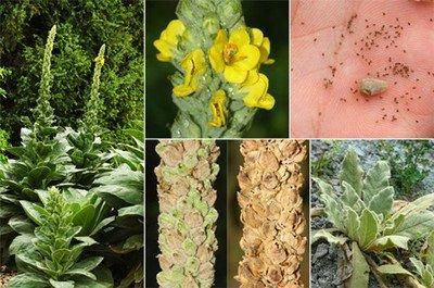 【花冠】毛蕊花,花朵密集,组成大型挺直花序,甚为壮观,花冠黄色
