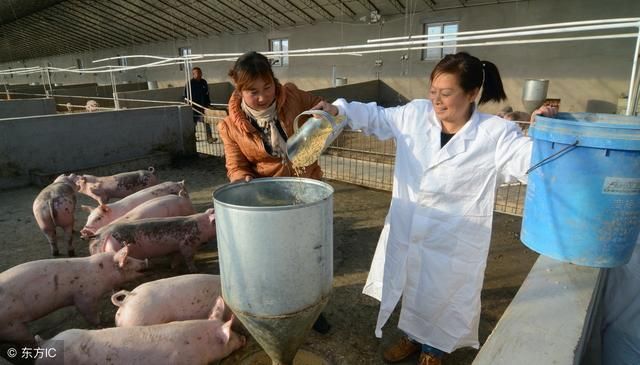 全国生猪价格上涨，只有一个地方的养猪户不太高兴