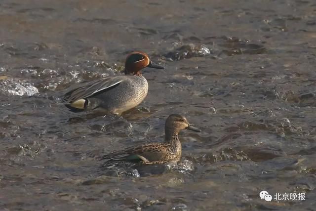  天堂|上万只候鸟赶来，北京密云水库成“鸟的天堂”，你能认出几种？