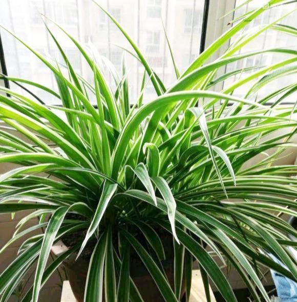  植物■兰花和吊兰,为什么叶子总长黄尖?
