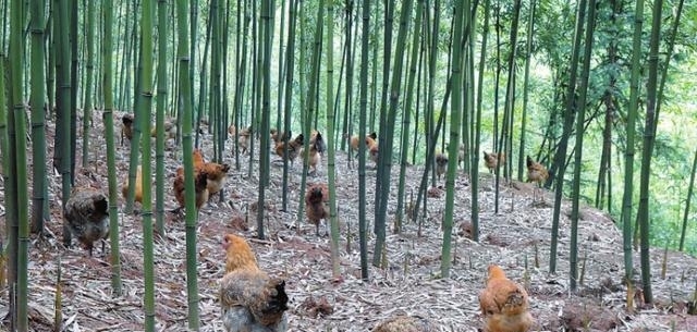 农民不要乱搞养殖，此3种情况是违规的，被发现可能被拆除