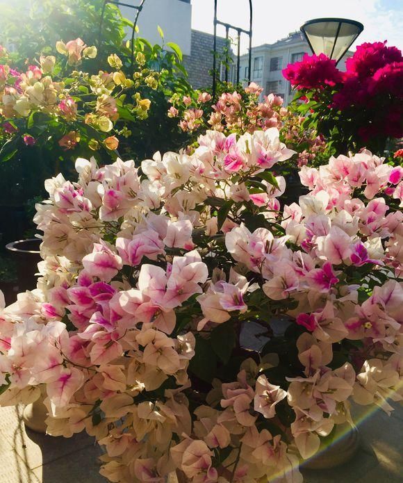  #充足#春天养这6种花，晒晒太阳就疯长，开起花来刹不住闸