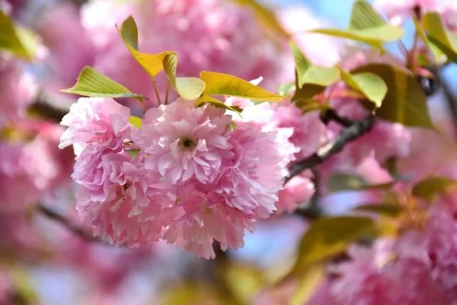 麻叶绣线:春花含情付春光,蔷薇园里漫芬芳
