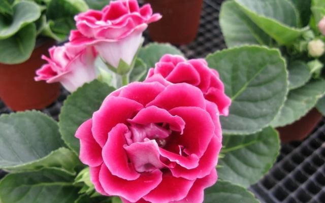  『适合』适合养在室内的花，开花爆盆花大色艳，净化空气助睡眠，谁养谁爱