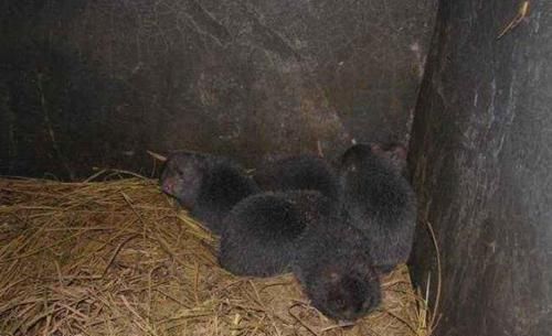  #海龙#养半年可达17斤，人称“海龙肉”，市场30元一斤，养殖新