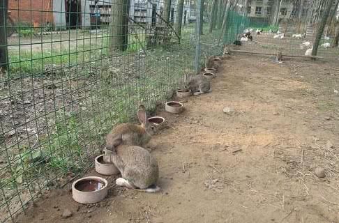  [兔子]兔子繁殖快，农村为什么不养殖兔子致富？听完过来人的分