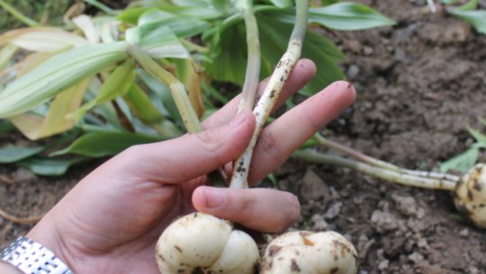  【遇上】农村遇上此植物，请珍惜它，野生十分珍贵，目前一斤卖