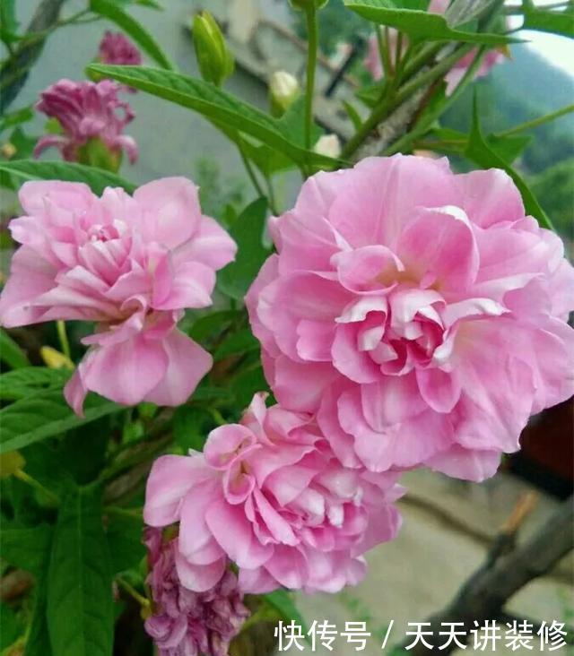  [图片作者]15种超级好养的花，不死鸟居然不是第一，“养花杀手”们试一试吧