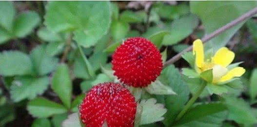 农村一种野果子，却很不受人待见，土豪：不要！给我！