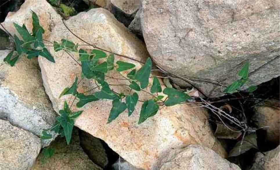  【不料】山林有1“白人参”，花朵不美还小，路人不理会，不料药商当宝！