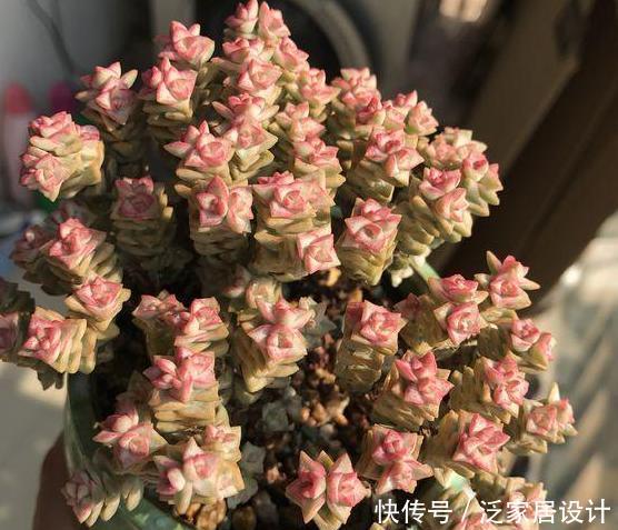  口诀：给多肉浇水的口诀：一看、二摸、三观色，弄懂了轻松搞定盆栽