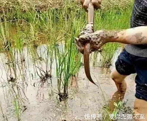  「稻田」为什么国外这些生物会泛滥成灾, 在中国会濒临灭绝