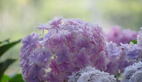 『越冬养护』绣球花的脚芽挤在一团需要掰掉吗？挤挤更健康，芽多来年惊喜不断
