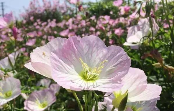  『铜钱草』这“2种”植物，随手一扔就“爆盆”，农村已泛滥成灾