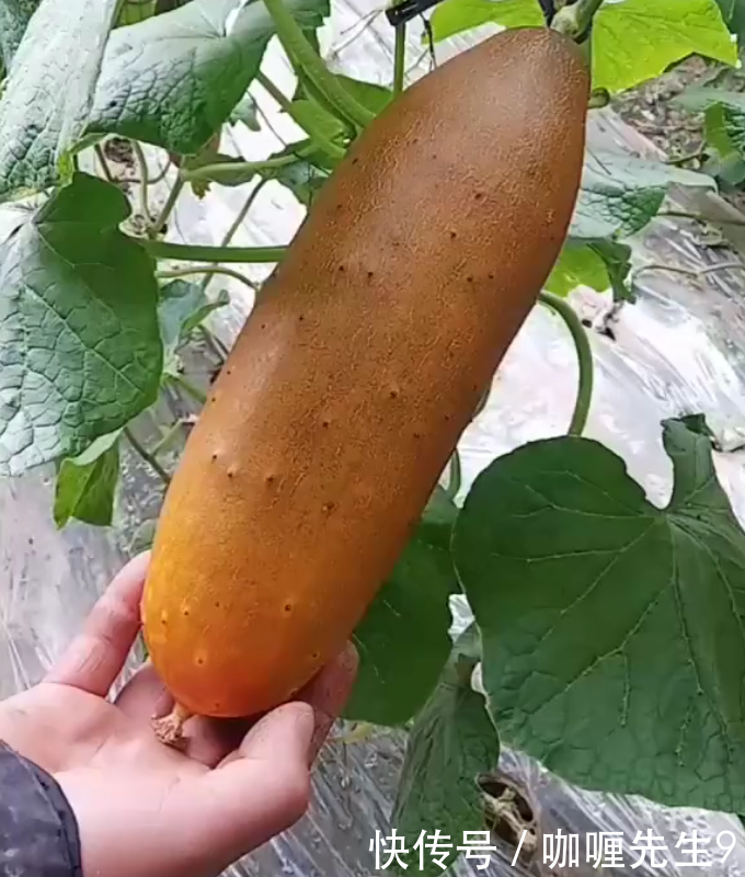 农民种植“果蔬两用”的它，单个重3斤，20元一个，年赚十几万！