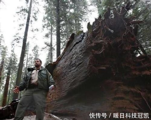 『悲惨』世界上最“悲惨”的树,被掏空修建公路,寿命却只保持了130年