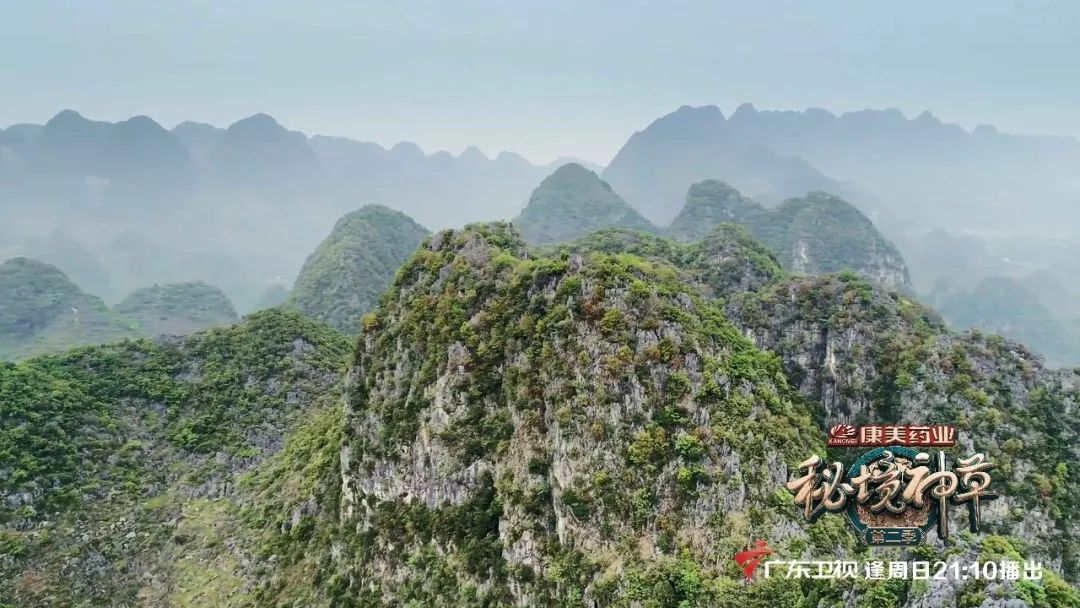 今晚，民间采药人把大山里的秘密告诉你，一般都不外传！