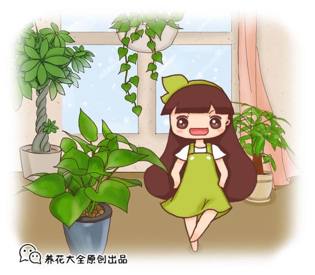  『清洁叶片』叶子上沾满灰，香蕉皮擦一擦，亮得直反光