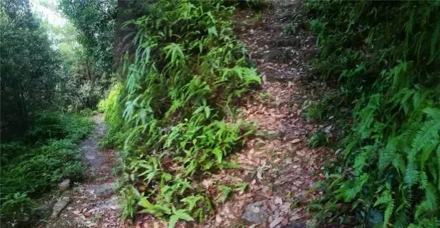  「大若岩镇」温州芙蓉岭古道，浙江省十大人文古道之一