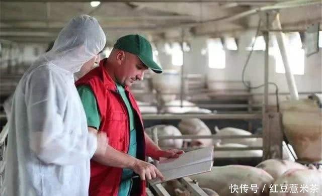  「猪肉」全球最会“养猪”的国家，3个人就能养万头猪，养猪致富