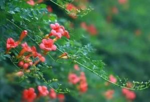  「墙花」生活“懒散”，试着养此花，扦插一根枝条，化作满墙花瀑，漂亮！