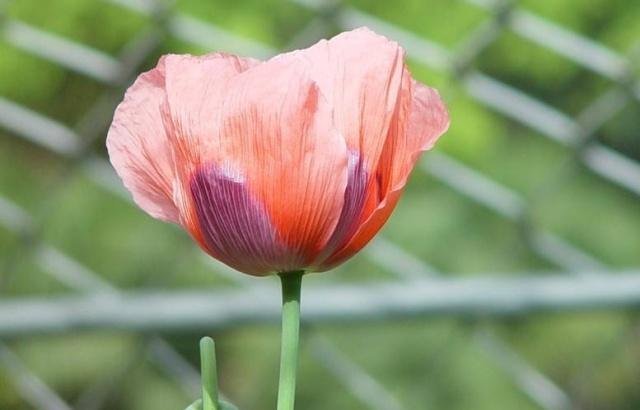 在农村这3类植物是不允许种植的,如果种植的话,可能就要罚款了！