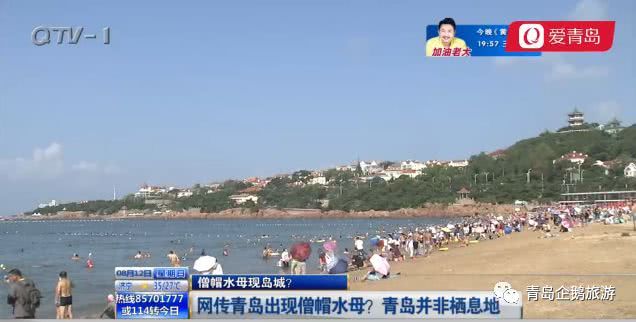 辟谣！青岛海边僧帽水母致人死是假的