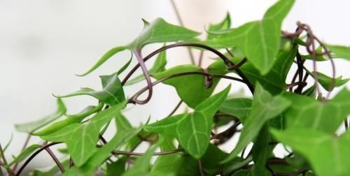  【阳光】常青藤，扦插1个枝，一年长一大片，没有阳光、浇点水也能长爆盆