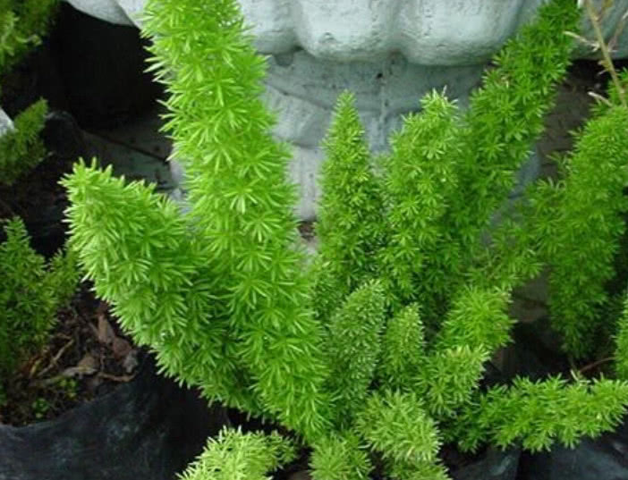 农村野草，人称“老虎尾巴根”，经常被挖去当盆景，遇到请珍惜！