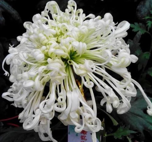  【堪称】喜欢菊花，不如养盆“绿江南”，堪称“珍稀名菊”，碧洁典雅！