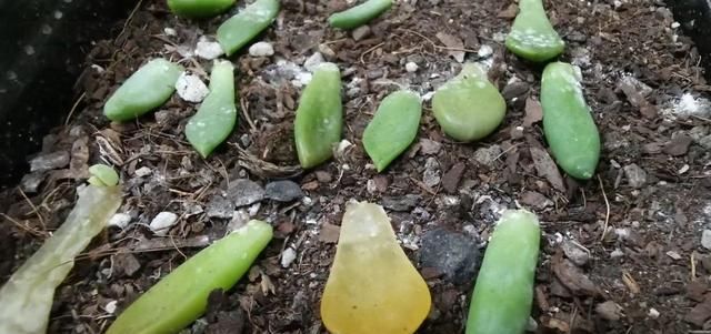  「植物」多肉植物掉叶子?趁着春天,捡几片埋土里,30天后就是一盆花
