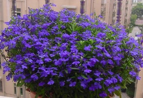 『花色』家养这些花,不用费啥心,花色多又艳,一年四季开不停,绚丽多彩