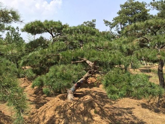  『市花』呼和浩特的市树和市花，很多呼市人也不知道！