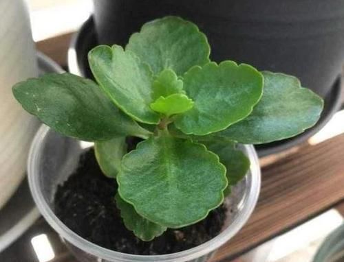  【长寿花养成】如何养护长寿花盆栽能开花多？将枝干剪一剪，老桩照样多开花