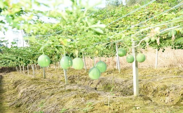 2019农村这些怪现象越来越多，农民种花养虾不种粮，这是为什么？