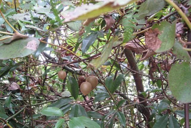 以前没人重视的野果，被老外带出国成功驯化，如今返销国内卖高价