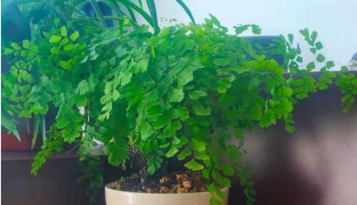 「家里」家里有“异味”,就养3种花,被称“天然净化器”,空气好没异味