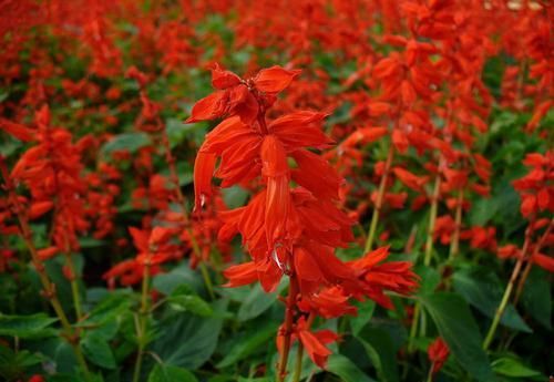  『富贵』此花花色鲜艳，花期长，容易养护，热情奔放，给家中带来富贵好运