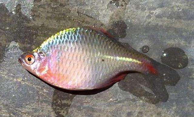  『肚子』小时候最讨厌钓到鳑鲏鱼, 离水几分钟就会烂肚子