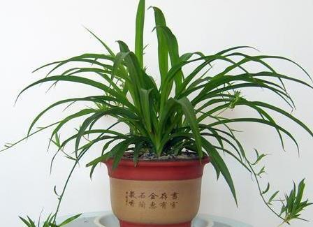 #懒人#家养这三种绿植,越是不管越能轻松长不停,真是懒人必备