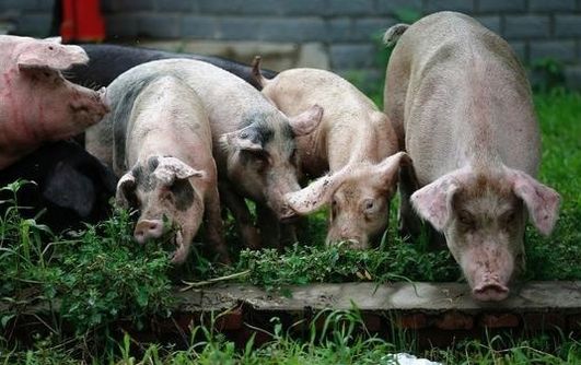  #没错#七八十年代喂猪的野草，不是中药材就是野菜，吃过的是土