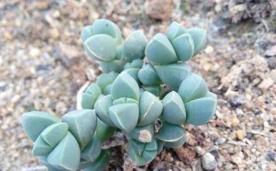 花量|养鹿角海棠,没事吃“黑渣”,叶片肥、花量多,养几盆爆几盆