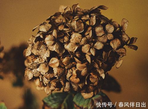  『不养』客厅养花有讲究，懂行的人绝对不养这4种，现在清楚还不晚！
