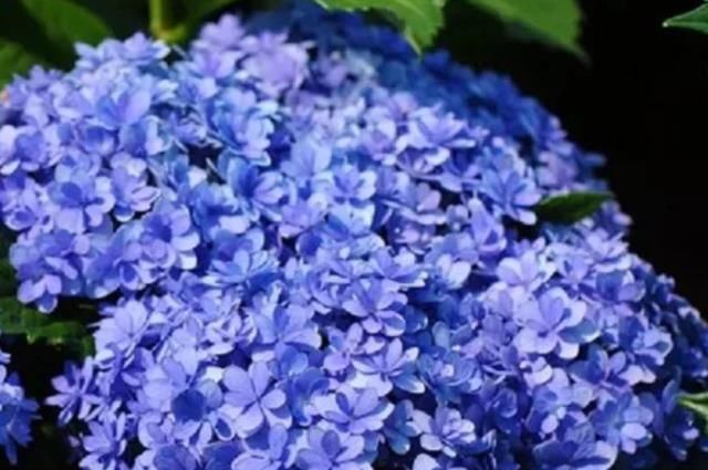控制:养绣球花,控制好土壤酸碱、时间,能让花朵变色,观赏性会提升!